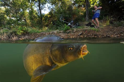 Fishing: Carp Fishing