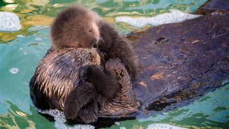 Heart-Melting Parenthood Shown In 6 Photos Of Animals And Their Babies