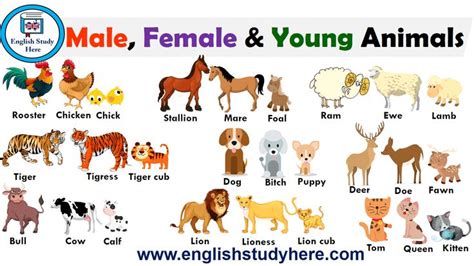 https://englishstudyhere.com/animals/male-female-and-young-animals ...