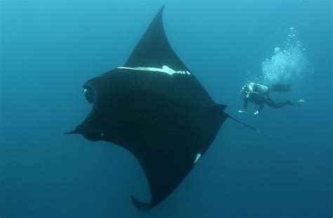 New Study Finds The World's Largest Population Of Giant Oceanic Manta ...