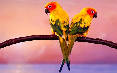 The Most Beautiful Exotic Birds In The world | Marcel Hoffmann