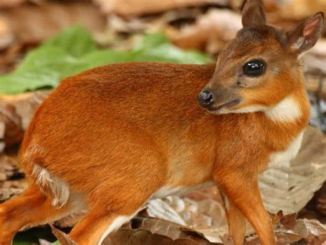 Royal Antelope (Neotragus Pygmaeus) Species, Details, Facts, Photos ...