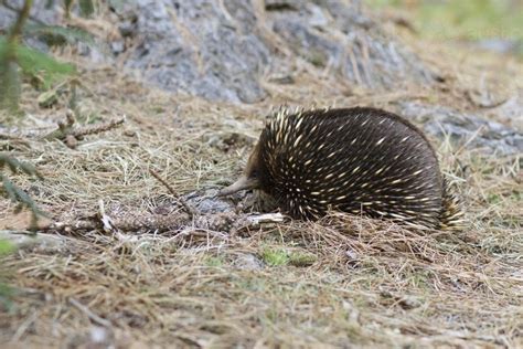 Image of Echidna in natural habitat - Austockphoto