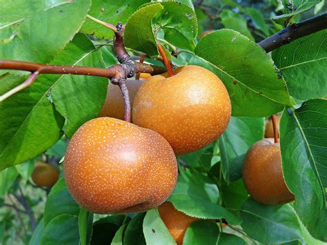 Dwarf Chojuro Asian Pear Tree - Humongous butterscotch flavored fruit ...