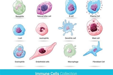 Mapping The Types And Traits Of Immune Cells | VisualAssembler