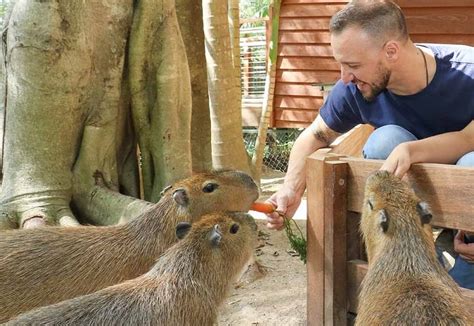 Capybaras As Pets - Everything You Need To Know