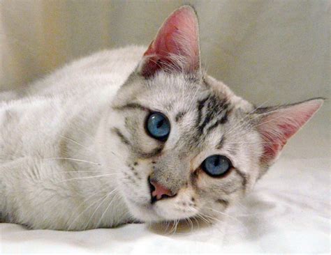 Rare and Majestic: The White Bengal Cat in UK - catmags.com