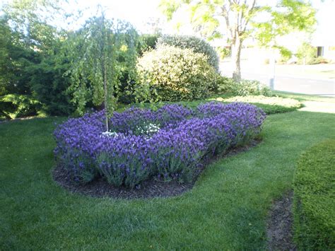 Lavender hedge | Lavender hedge, Flower garden, Little garden