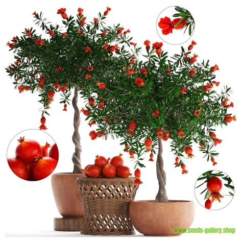 Dwarf Pomegranate Seeds (Punica granatum Nana) - Ár: €2.15