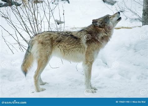 Gray Or Timber Wolf Howls Stock Photo - Image: 19601190