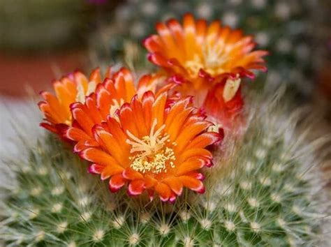 Cactus Flower | Succulent Flower | Colorful Flowers | BioExplorer.net