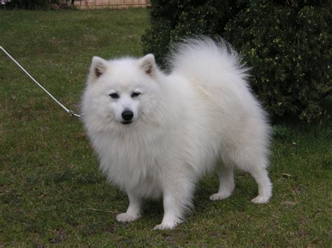 Japanese Spitz - Puppies, Rescue, Pictures, Information, Temperament ...