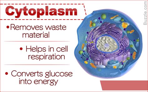 Animal Cell Cytoplasm Definition And Function - An In-depth Look at the ...