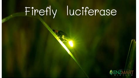 Firefly Luciferase : Enzmart Biotech co., ltd.