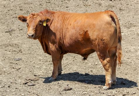 How Many Pounds of Meat Can We Expect From A Beef Animal? | UNL Beef