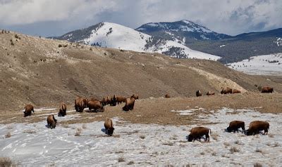 Rick Lamplugh: A Day in the Yellowstone Bison Migration: A Photo Essay