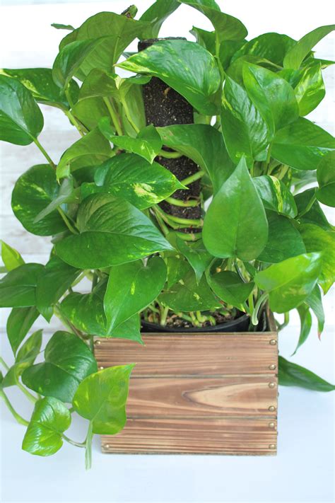 10 Low-Light Indoor Plants the Can Thrive in Your Home and Office ...