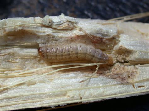 Scout for corn borer in non-Bt fields - Brownfield Ag News