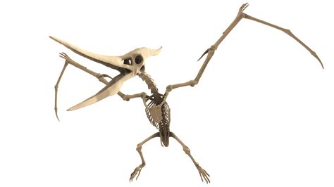 Pteranodon Skeleton - Buy Royalty Free 3D model by Puppy3D [0b5fb96 ...