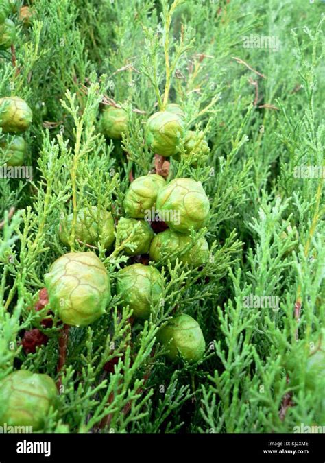 Fresh Cupressus sempervirens cones Stock Photo - Alamy