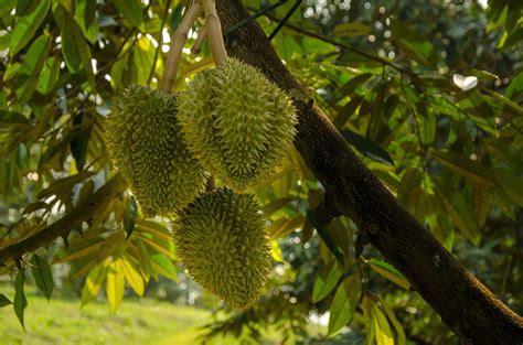 Meet the Durian, a Tropical Fruit You Love or Hate