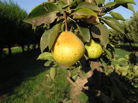 Orient Pear Tree - I/O - Ison's Nursery & Vineyard