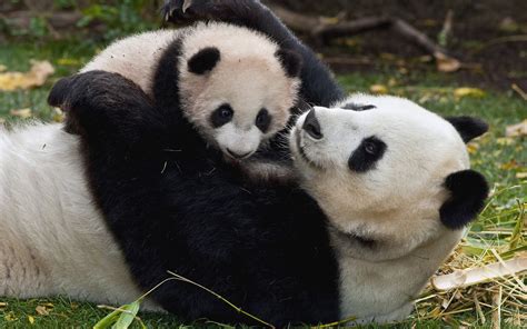 Mama panda bear with his baby | HD Animals Wallpapers