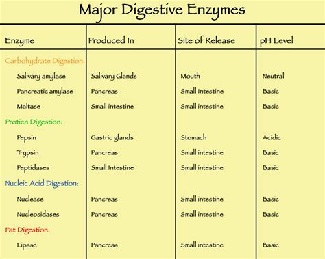 Enzyme Reaction Rates: pH — Effects & Examples - Expii