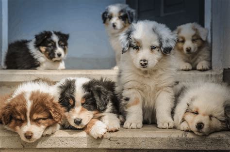 How to pick a Border Collie puppy? - That'll Do Academy