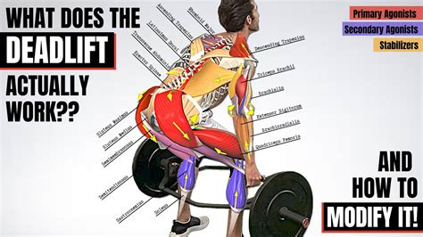 Deadlift Muscles Worked Diagram