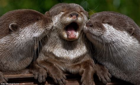 Otter-ly adorable! Family of otters are the picture of happiness ...