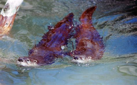 River Otters - Protecting the New Jersey Pinelands and Pine Barrens ...