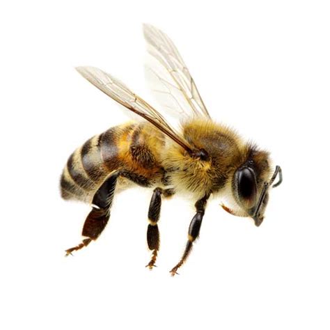 Honey Bee Identification, Habits & Behavior | Florida Pest Control