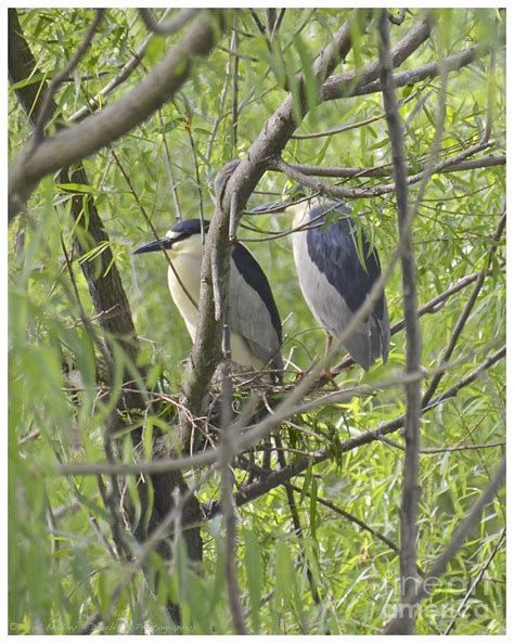 Nesting Black Crowned Night Heron Photograph by Carol Bradley - Fine ...