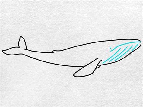 Blue Whale Drawing - Owens Thessaft