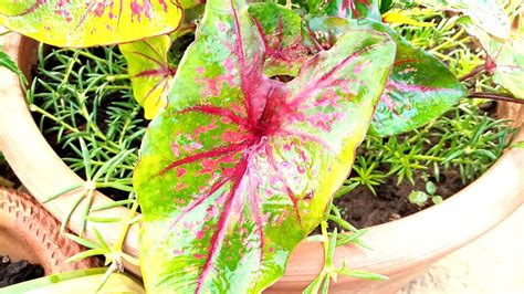 Caladium plant bulbs Grow care Tips - YouTube