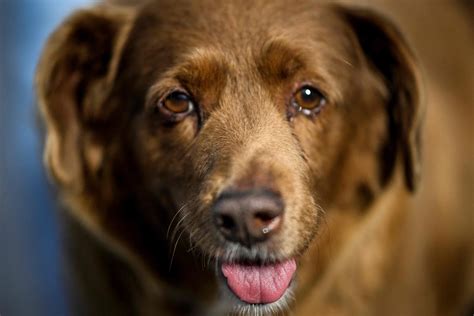 World's oldest dog, Bobby, dies aged 31