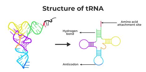 Transfer RNA (t-RNA) -Structure, Functions and FAQs