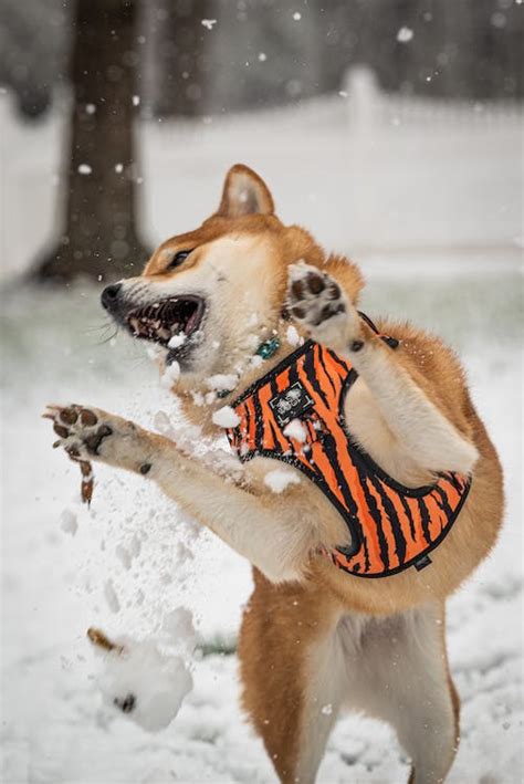 Dog Playing with Snow · Free Stock Photo