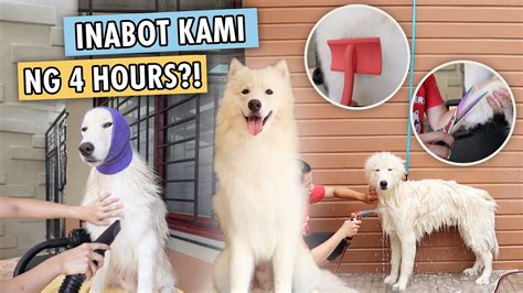 WOOLY HUSKY BATH AND GROOMING ROUTINE (STEP BY STEP PROCESS!) - YouTube