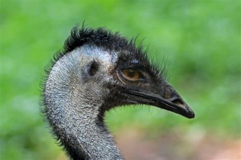 Emu Bird Facts | Anatomy, Diet, Habitat, Behavior - Animals Time