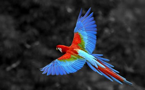 nature, Animals, Birds, Parrot, Selective Coloring, Macaws Wallpapers ...