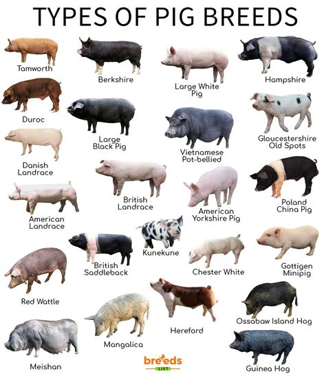 Pig Breeds - Facts, Types, and Pictures