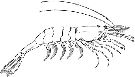 Shrimp clipart black and white clipartfest - WikiClipArt