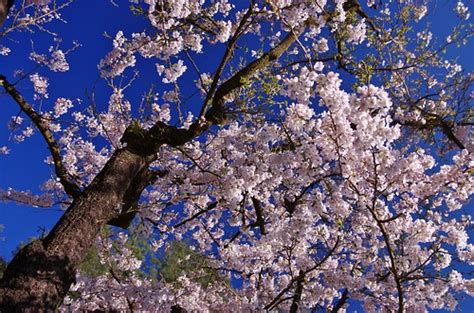 Cherry Blossom; Alishan, Taiwan | roberto tsai | Flickr