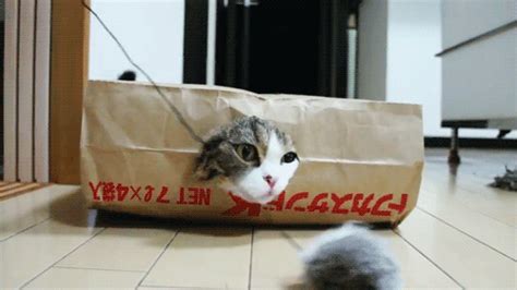 Cat In The Bag Gif - img-Bachue