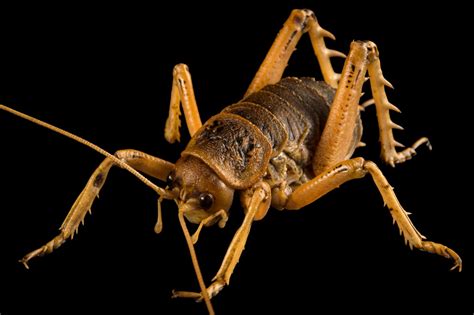 Cook Strait Giant Weta (Deinacrida rugosa) - Joel Sartore