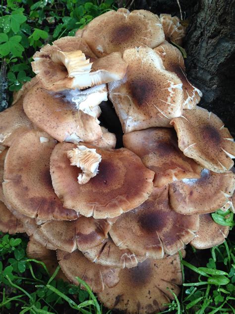 Armillaria mellea??? - Mushroom Hunting and Identification - Shroomery ...