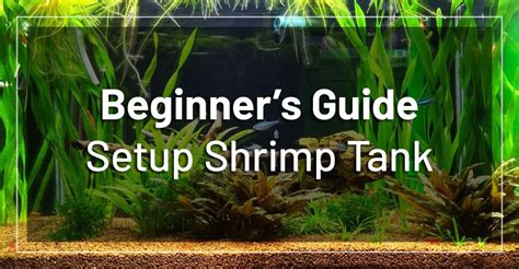 How to Setup a Freshwater Shrimp Tank? [Beginner’s Guide]