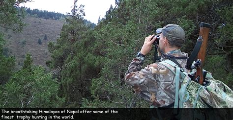 Himalayan Tahr Hunting in Nepal - Nepal Trophy Hunting - About ...